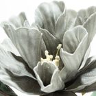 Eurofirany, kwiat flore, o 20-70 cm, popielaty