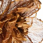 Eurofirany, kwiat flore, o 20-85 cm, brązowy