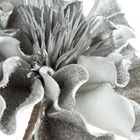 Eurofirany, kwiat flore, o 30-75 cm, popielaty