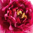 Eurofirany, kwiat natu, 30-70 cm, amarantowy