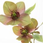 Eurofirany, kwiat Natu, 57 cm, zielony