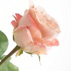 Eurofirany, kwiat Natu, 67 cm, pudrowy róż