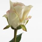 Eurofirany, kwiat Natu, 68 cm, kremowy