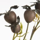 Eurofirany, kwiat Natu, 74 cm, brązowy