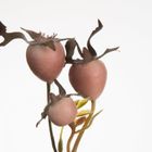 Eurofirany, kwiat Natu, 74 cm, pudrowy róż