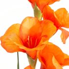 Eurofirany, kwiat Natu, 85 cm, pomarańczowy