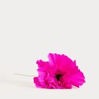 Homla, Carta, gałązka sztuczna, papierowa fuksjowa, 60 cm