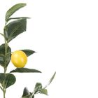 Ibergarden, dekoracyjne drzewko cytrynowe, 58 cm