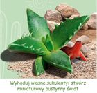 Kosmos, Pustynia Kaktusów, zestaw edukacyjny