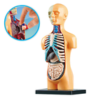 Lean Toys, Ciało ludzkie, model anatomiczny