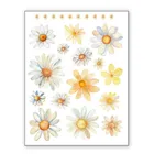 Naprasowanki, naplamki, Stokrotki