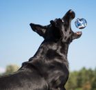 Pets Collection, piłeczki tenisowe dla psa, 3 szt.