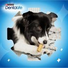 Purina Nestle, Dentalife Extra Mini, przekąska dentystyczna dla psa, 69 g