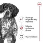 Royal Canin, SHN Medium Adult Loaf, 410g