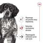 Royal Canin, SHN Medium Ageing Loaf, 410g