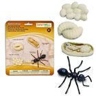 Safari Ltd, zestaw figurek, cykl życia mrówki