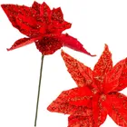 Saska Gift, gwiazda betlejemska, 30 cm