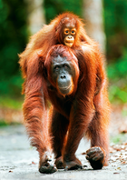 Trefl, Orangutan, Indonezja, Nature Limited Edition Mother Care, puzzle, 1000 elementów