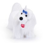 Trudi, maskotka, maltańczyk, M