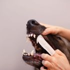 Vetexpert, Caryodent, nakładka na palec do czyszczenia zębów, 50 szt.