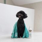 Vetexpert, Detox Care Deep Dark, szampon, 250 ml