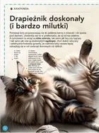 Wspaniała księga kotów