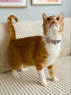 Zolux, Chatouille, obroża dla kota z muszką, beżowa