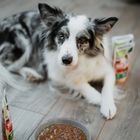 Animal Island, indyk i wołowina, karma mokra dla psa, 150g, 8 szt.