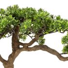 Atmosphera, sztuczne drzewko, Bonsai Polin, wys. 60 cm