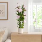 Botanical Decoration, Blomma, sztuczny kwiat doniczkowy, 98 cm