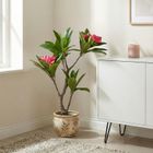 Botanical Decoration, Frangipani, sztuczne drzewko w doniczce, 50-90 cm