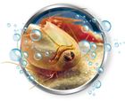 Clementoni, Triops, zestaw naukowy