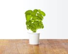 Click & Grow, Smart Soil, kapsułki z nasionami, bazylia, 3 szt.