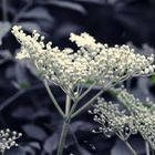 Essentia Nature, odświeżacz w sprayu do tkanin i wnętrz, Białe Piżmo. 250 ml