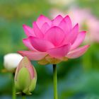 Essentia Nature, perfumy do prania, Kwiat Lotosu, 20 ml