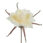 Eurofirany, kwiat flore, 65 cm, biały