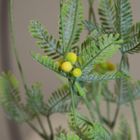 Eurofirany, kwiat Natu, długość 57 cm, długość z listeczkami 39 cm, żółty