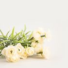 Homla, Camelia, bukiet kwiatów, kamelia biała, 30 cm