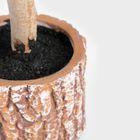 Homla, Hector, choinka, na pieńku, 80 cm