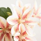 Homla, Lily, gałązka sztuczna, lilia kremowa, 75 cm