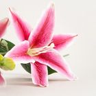 Homla, Lily, gałązka sztuczna, lilia różowa, 73 cm