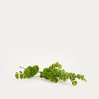 Homla, Mikso, gałązka sztuczna, liście eukaliptusa, 97 cm