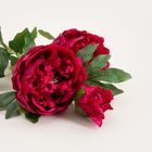 Homla, Paeonia, roślina sztuczna, piwonie ciemnoróżowe, 81 cm