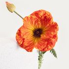 Homla, Slava, gałązka sztuczna, kwiat pomarańczowy, 85 cm