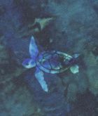 Kapelusz dziecięcy, zielony, żółwie, Döll