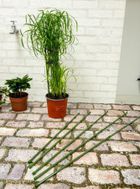 Kinzo, podpora tyczka do roślin, 50-80 cm, 6 szt.