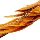 Koopman, ptaszek dekoracyjny na klipsie, złoty, 38 cm