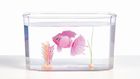 Little Live Pets, Rybka w akwarium, interaktywna zabawka do wody