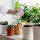 Orion, spryskiwacz do oliwy i octu, szklany, 250 ml