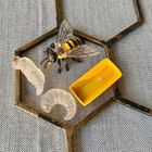 Safari Ltd, zestaw figurek, cykl życia pszczoły